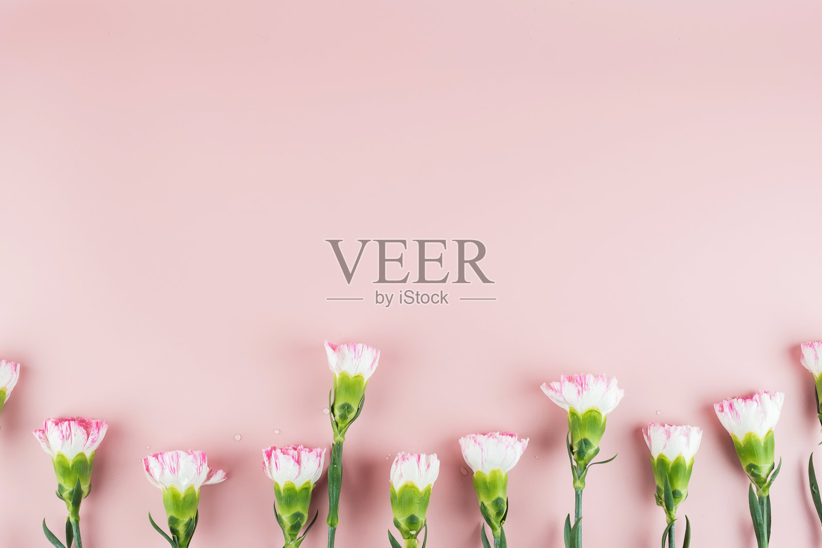 康乃馨花在粉红色的背景与复制空间的文本。爱，国际妇女节，母亲节和情人节快乐的概念照片摄影图片