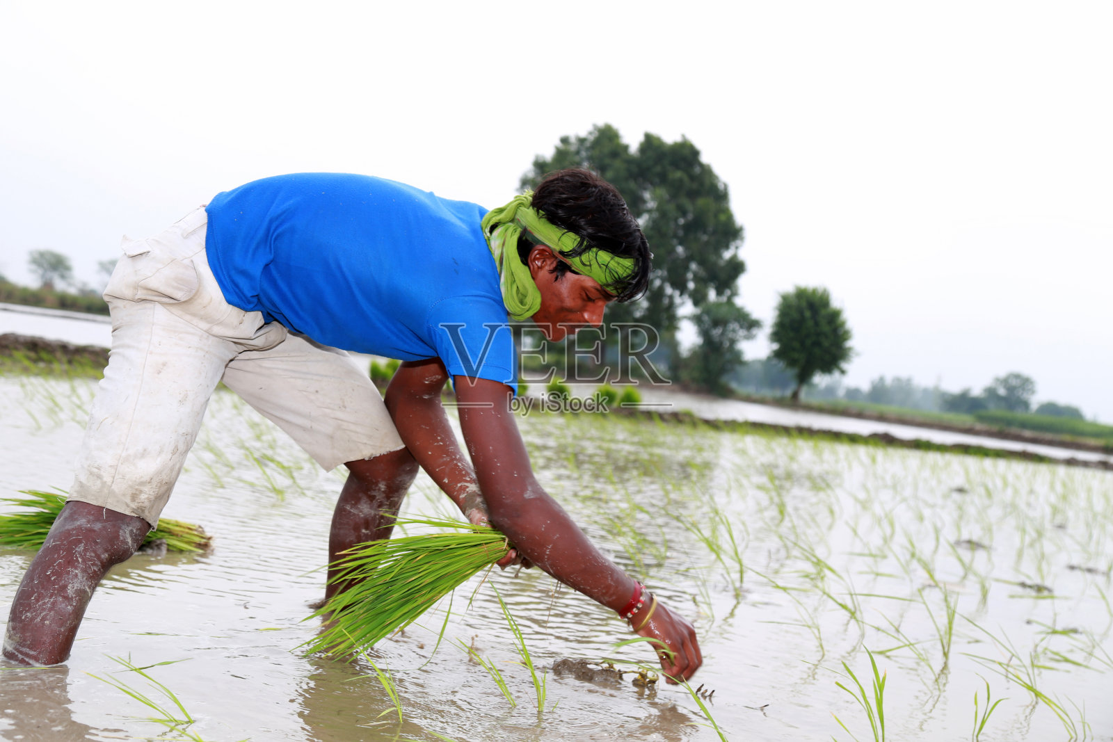 稻田种植在田间照片摄影图片