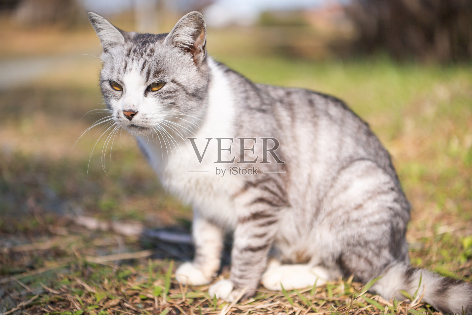 在日本，一只猫在散步照片摄影图片