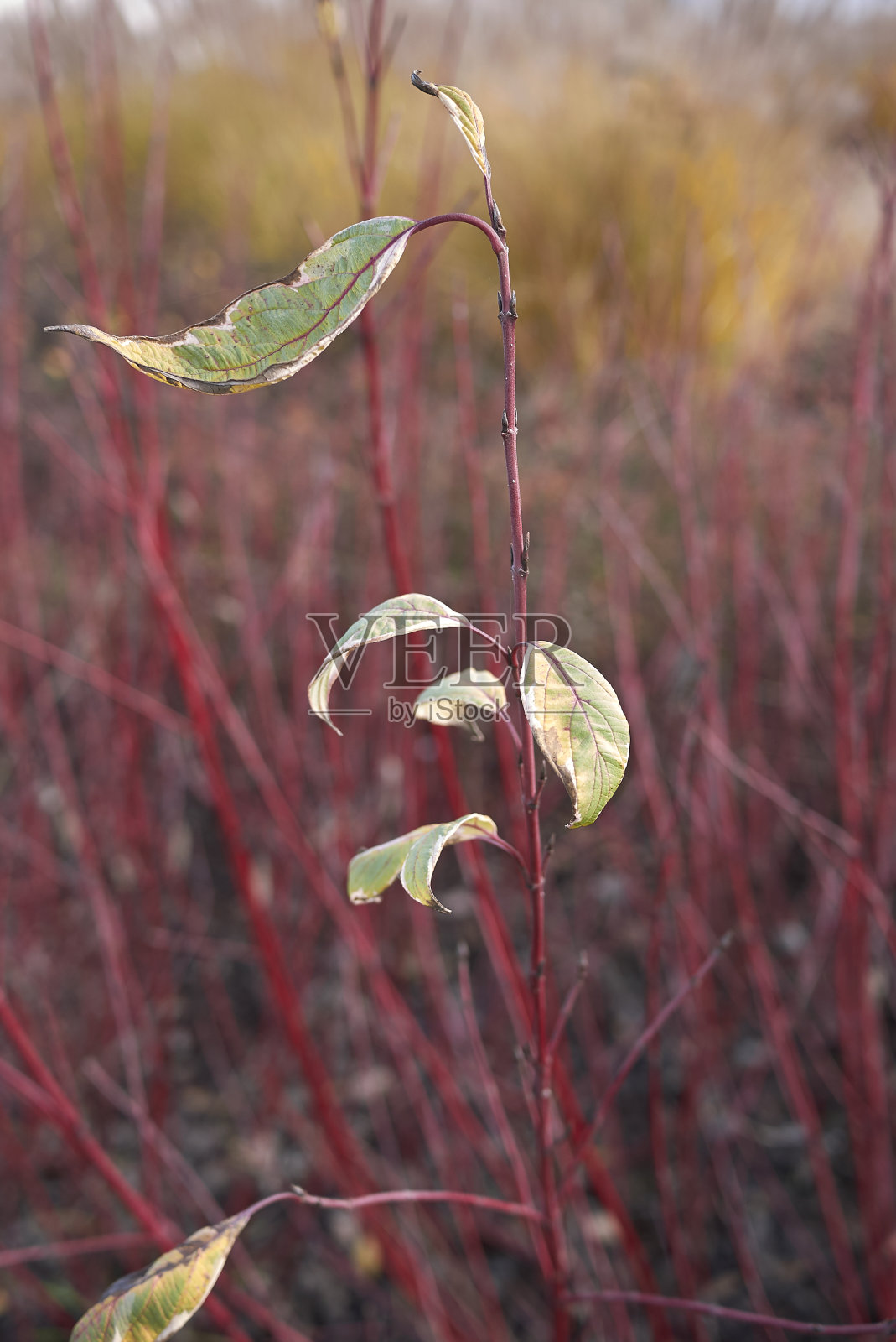 科努斯·阿尔巴照片摄影图片