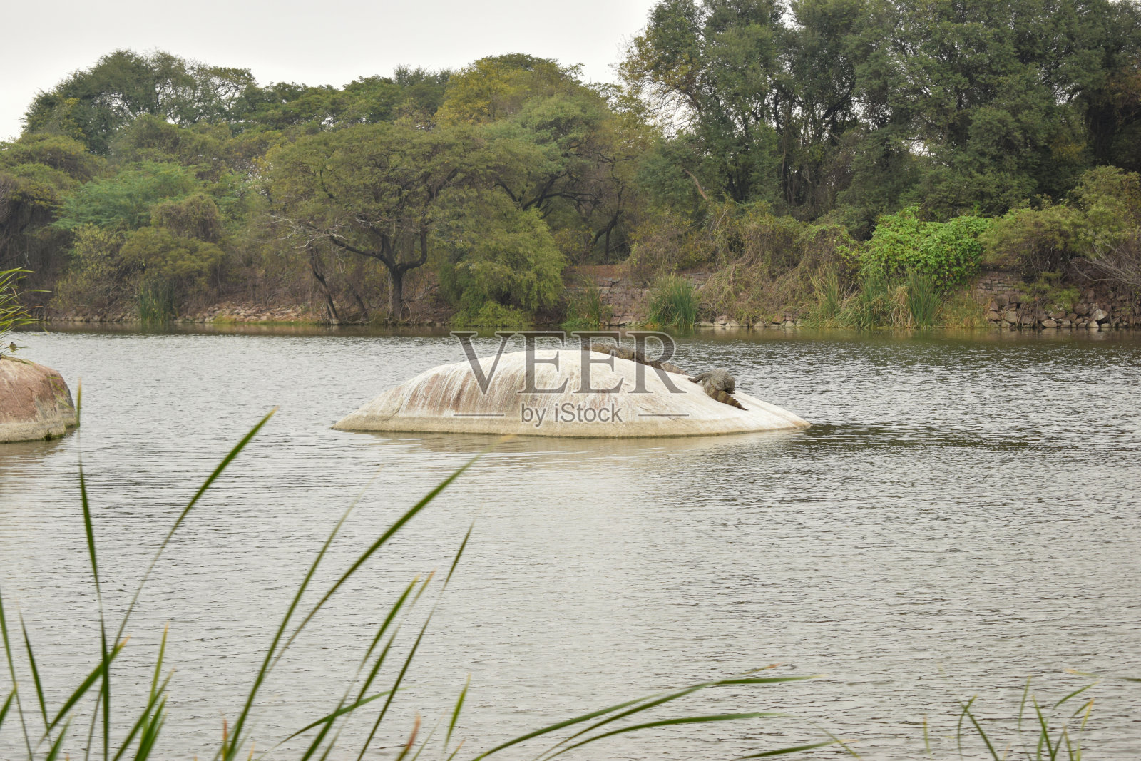 湖边的蓝色的水有鳄鱼，鸟和树照片摄影图片