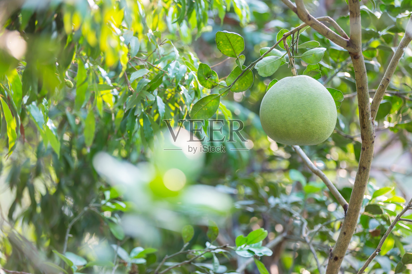 果实成熟的柚子，是天然的柑橘类水果，青青的柚子挂在枝头。熟透青柚挂枝，热带柚树，柑橘类水果照片摄影图片