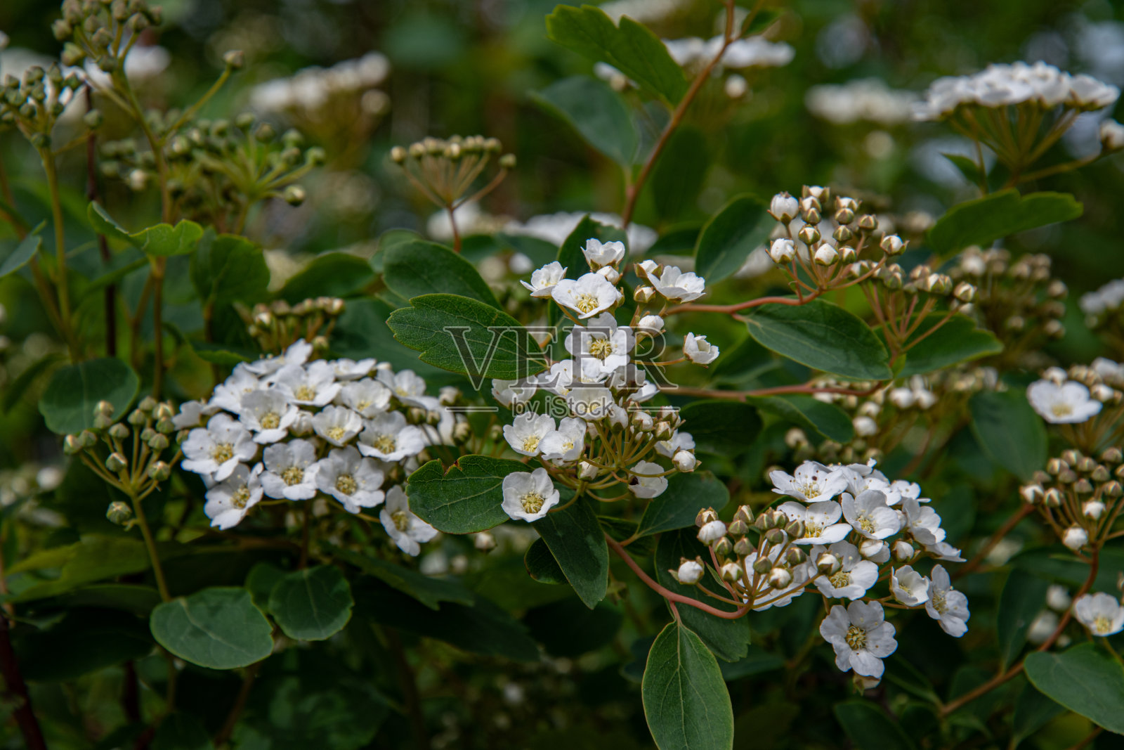 白花和白花蕾的绣线菊Vanhouttei灌木也称为新娘花环灌木。花背景的圆形白色花瓣和黄色雄蕊上的花在棕色的茎。自然的纹理。照片摄影图片