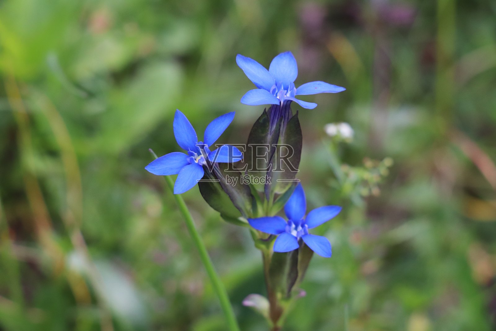 龙胆花在山上近距离观察照片摄影图片