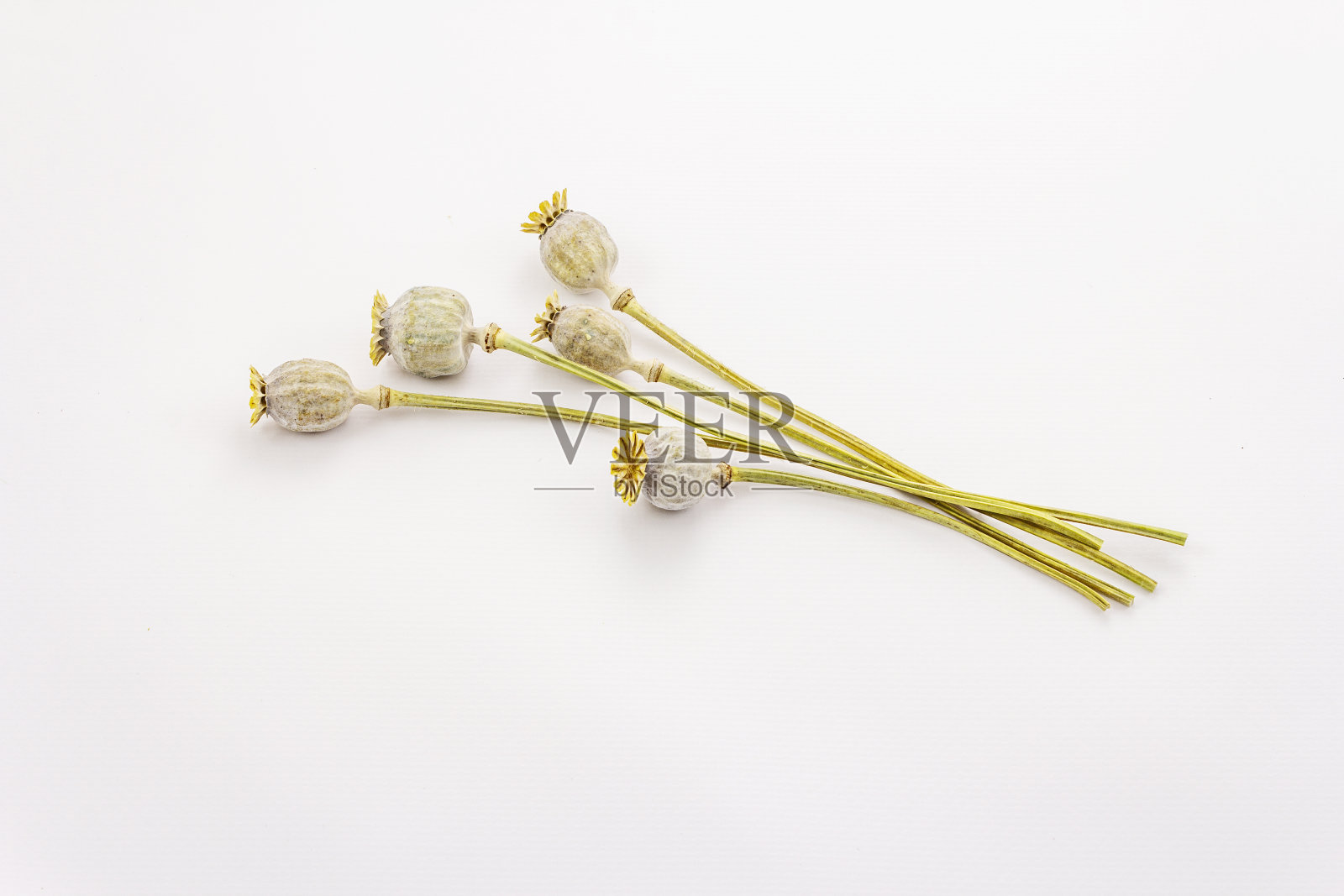 孤立在白色背景上的干燥植物照片摄影图片