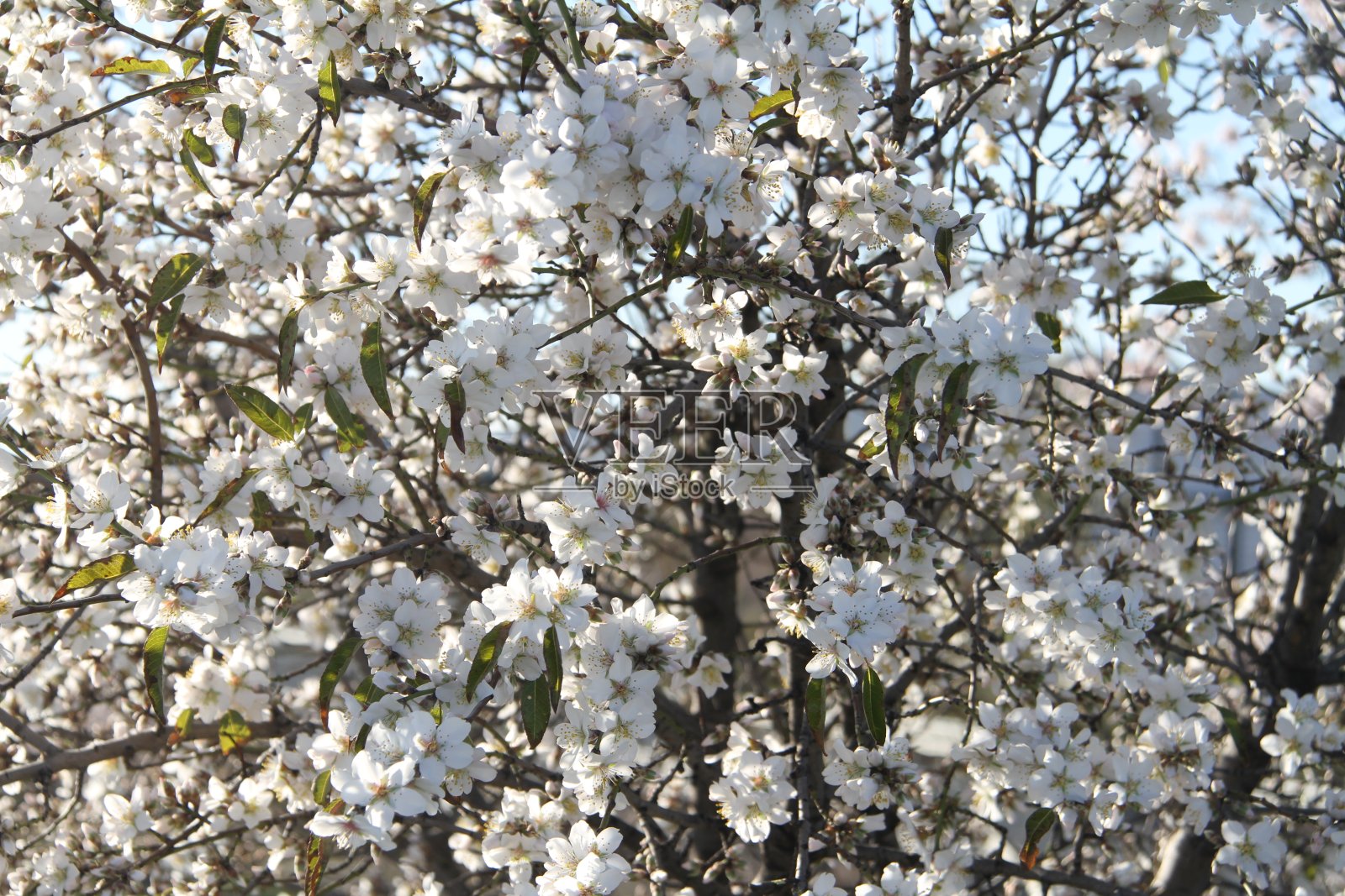 格拉纳达的杏树照片摄影图片
