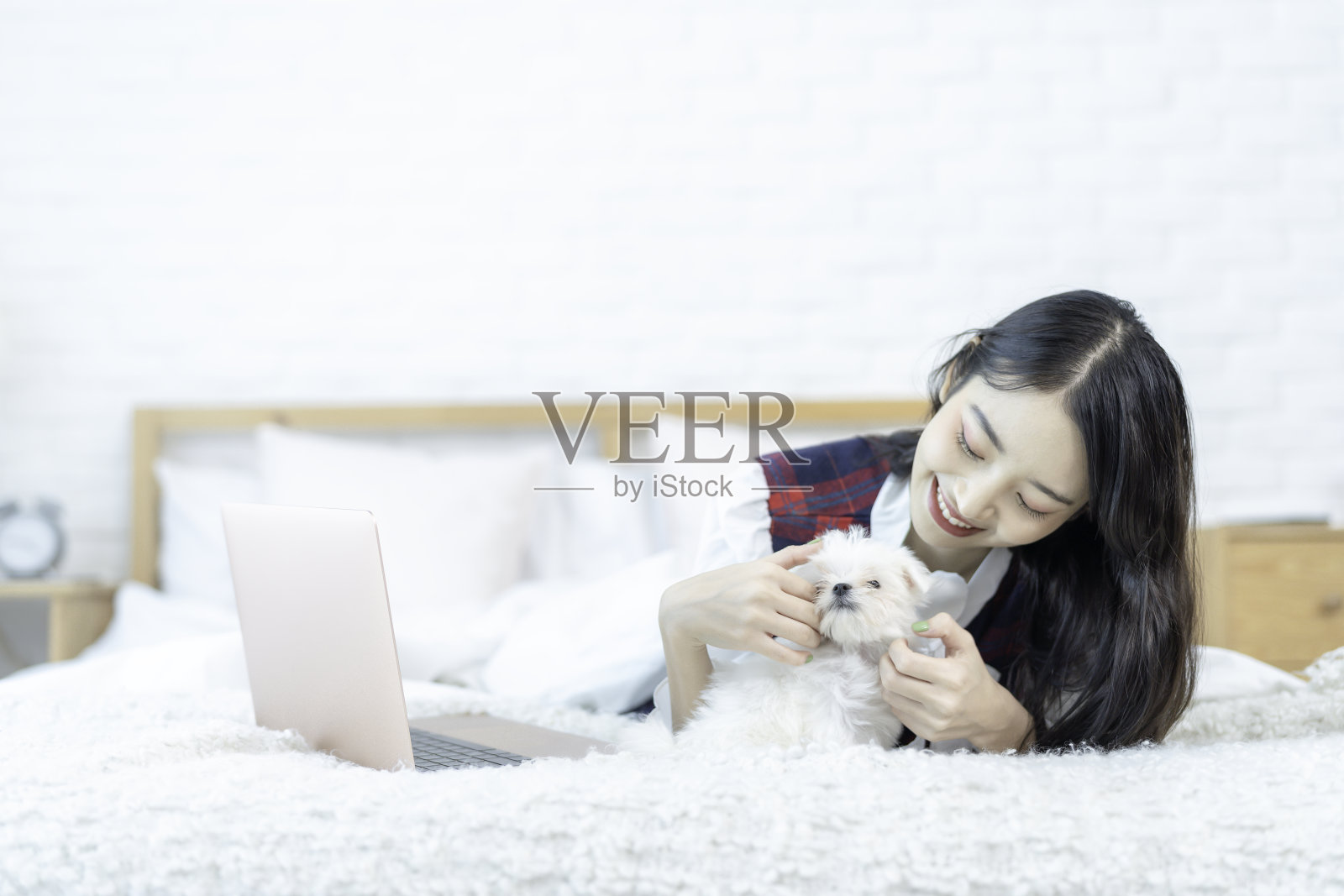 宠物爱好者概念：马耳他犬与笔记本电脑和年轻女人在床上照片摄影图片