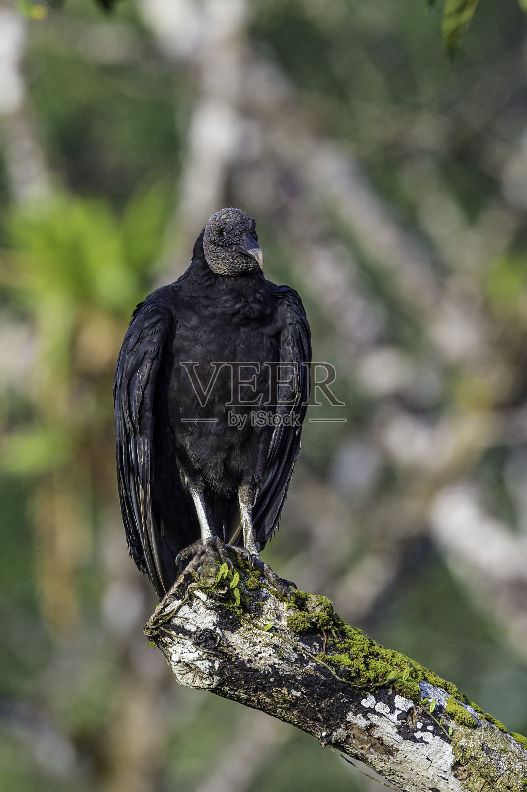 黑秃鹫(Coragyps atratus)，也被称为美国黑秃鹫，是一种在哥斯达黎加森林中发现的新世界秃鹫家族的鸟类，有着黑色的头部和黑色的羽毛。照片摄影图片