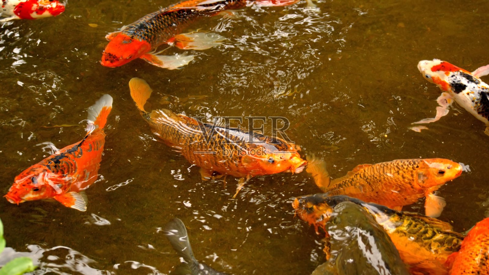 池塘里的锦鲤照片摄影图片