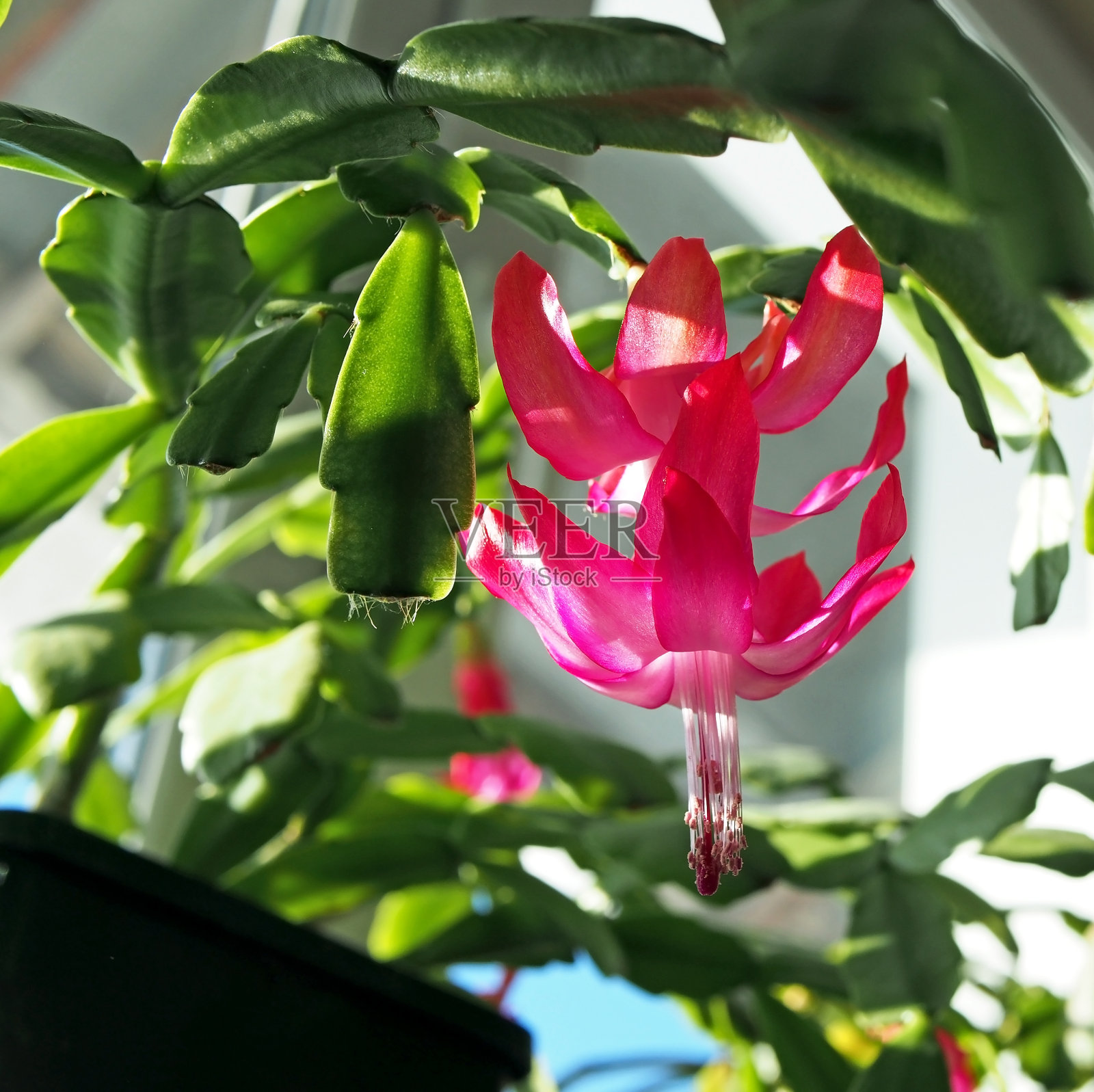 美丽的猩红盛开的圣诞仙人掌照片摄影图片