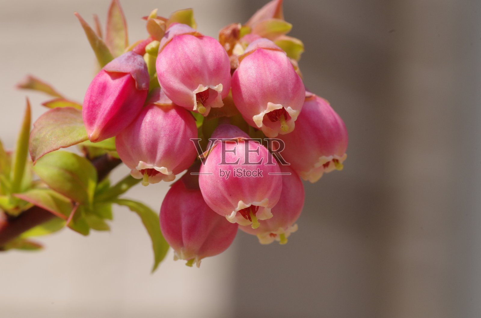 粉红色的蓝莓花照片摄影图片