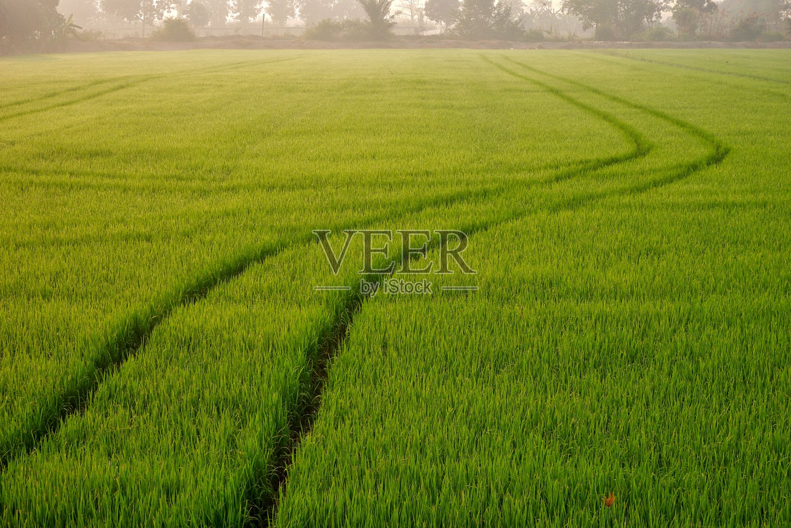喷雾器拖拉机在五颜六色的绿色稻田里划出轨迹照片摄影图片