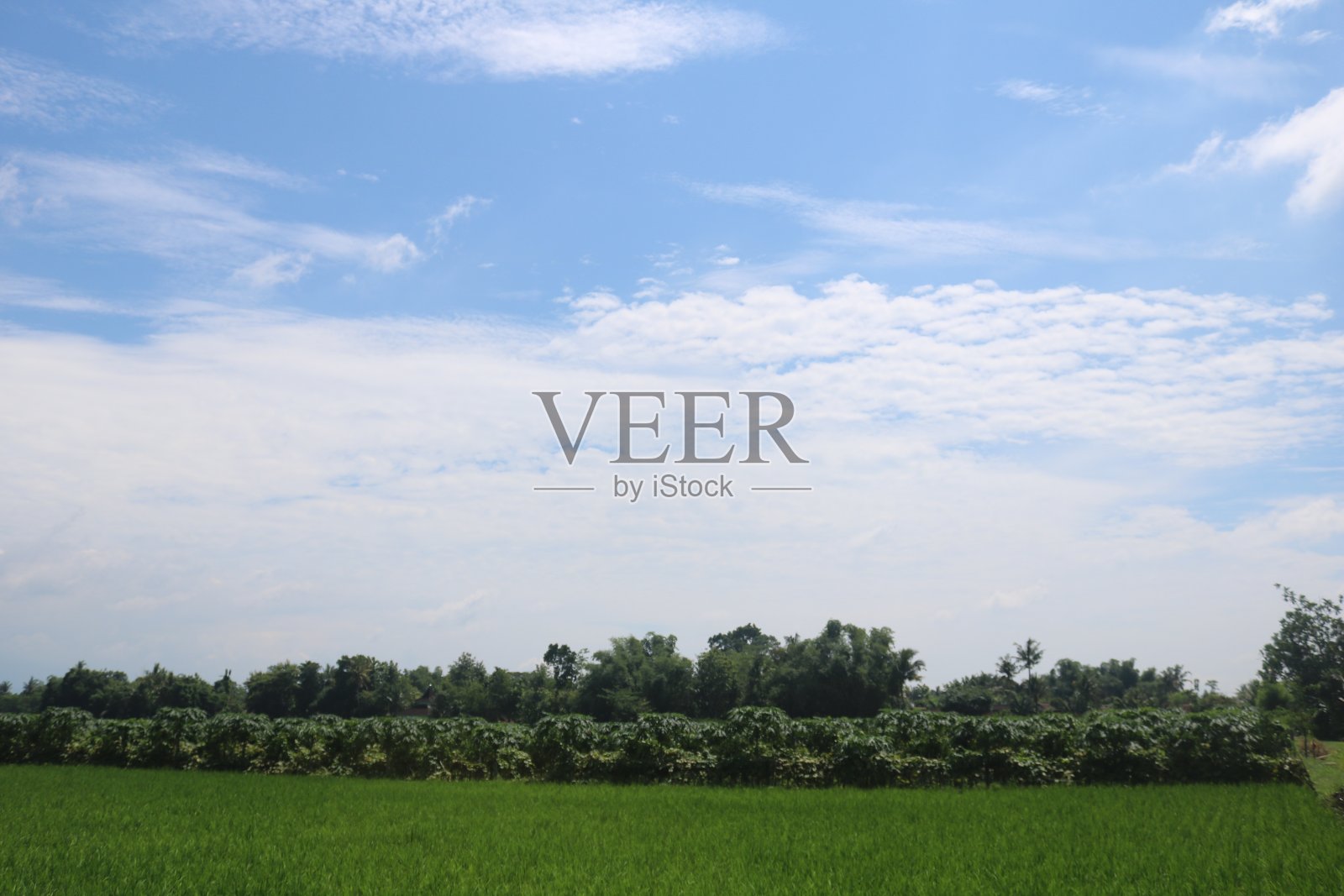 稻田照片摄影图片