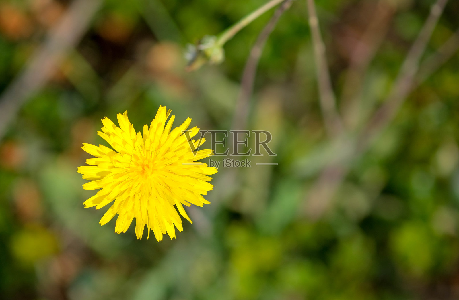 野生黄色的蒲公英花在绿色的草的背景照片摄影图片