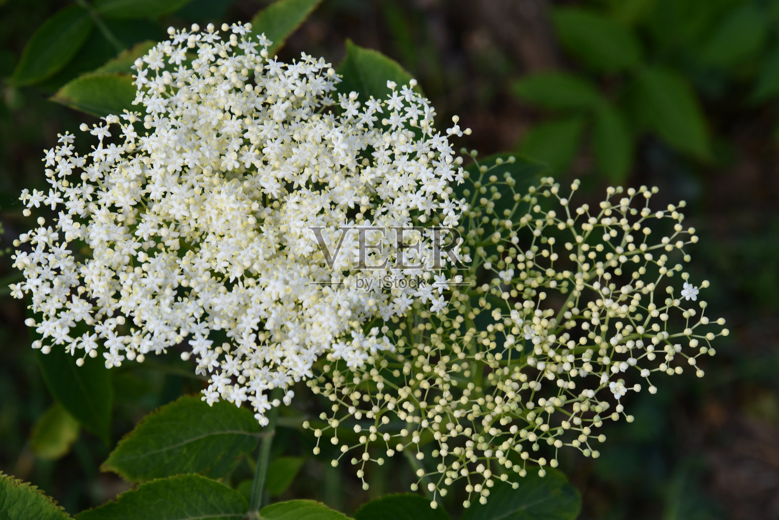 接骨木的花和花蕾特写。白色的小星形花的花序和花蕾在模糊的背景上。接骨木开花了。药用植物的背景。保健和草药。照片摄影图片
