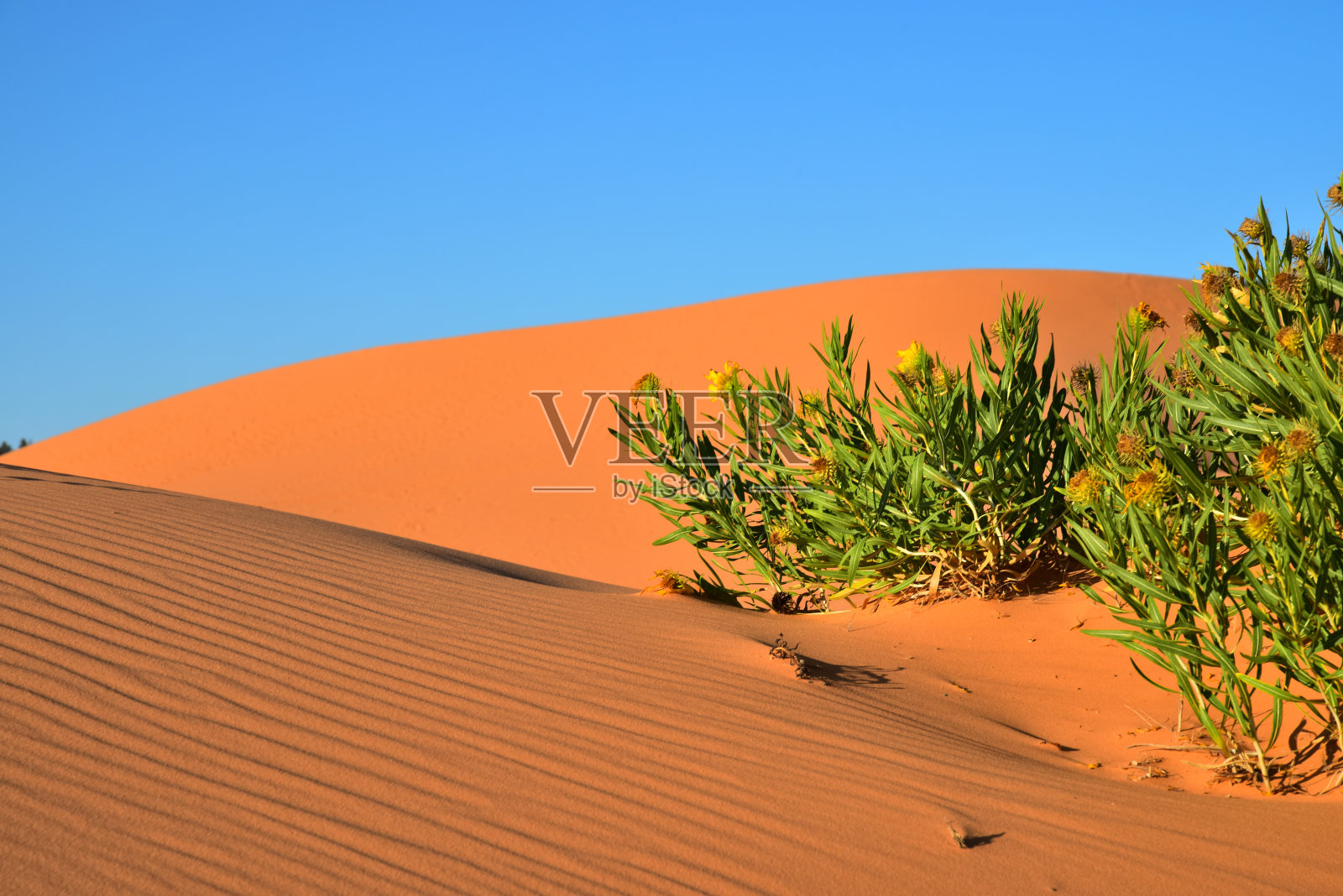 珊瑚粉沙丘州立公园的黄花照片摄影图片