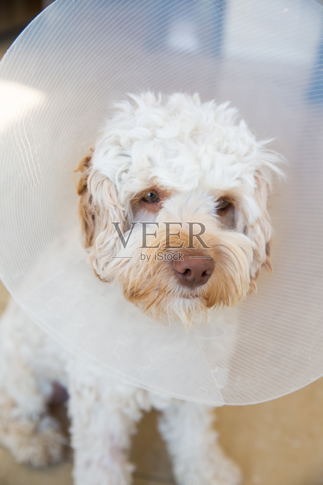 手术后照片摄影图片