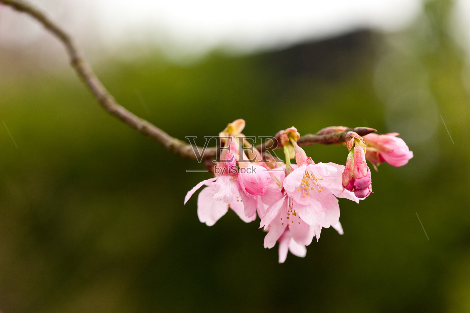 美丽的自然景色与粉红色的樱花，美丽的樱花在春天照片摄影图片
