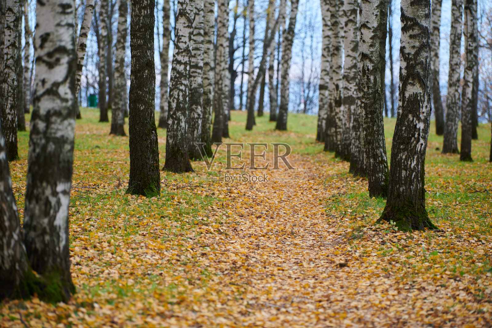 秋白桦林胡同照片摄影图片