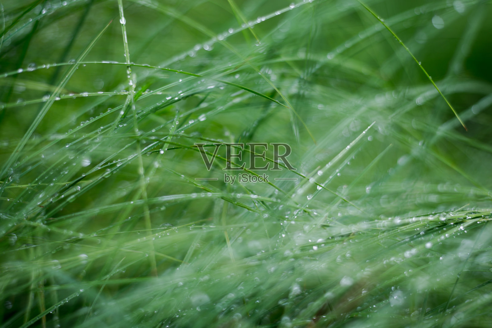 绿草和露珠特写。雨后的森林。拉脱维亚照片摄影图片