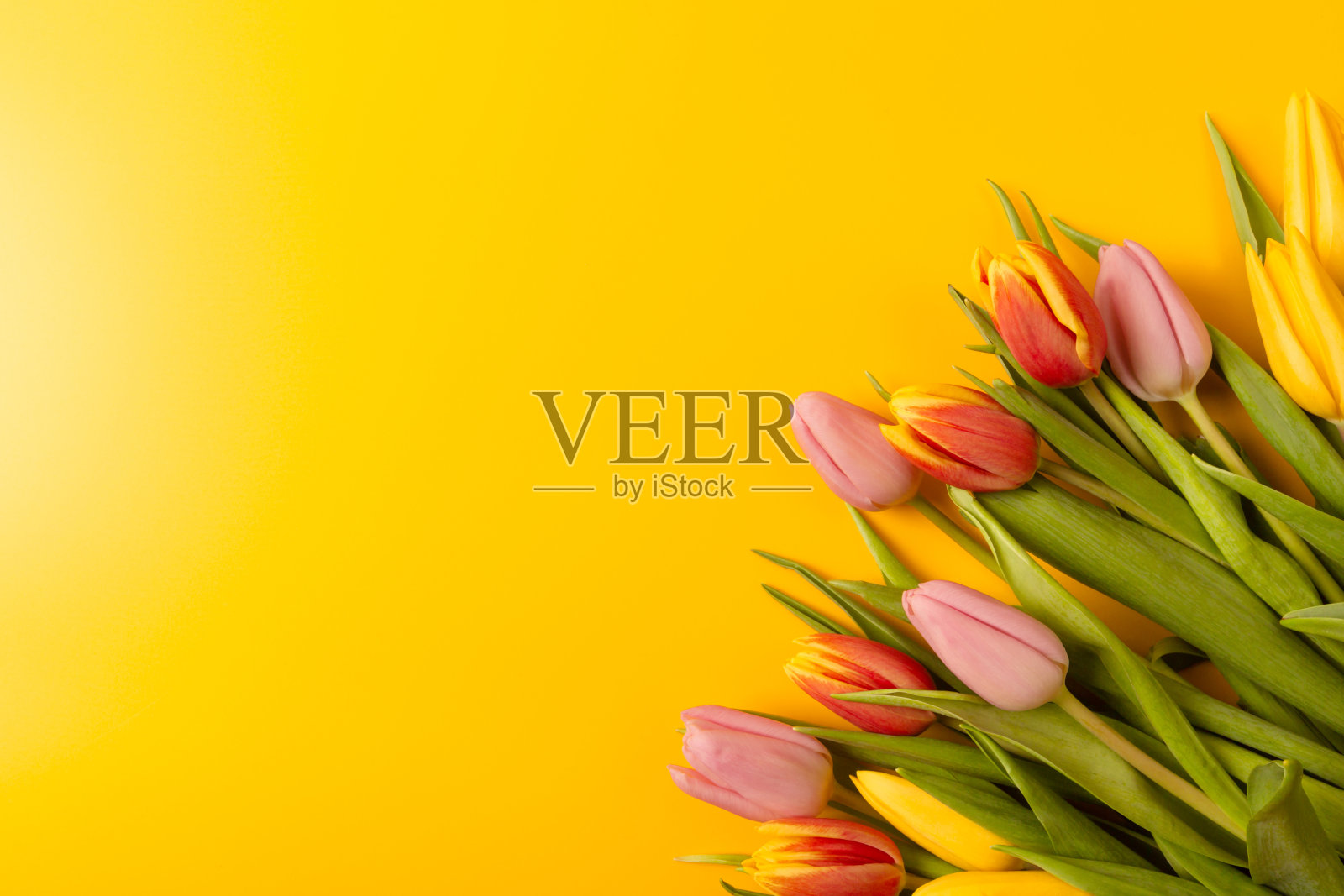 黄色背景上有一束郁金香的横幅。平躺，俯视图与copyspace。照片摄影图片