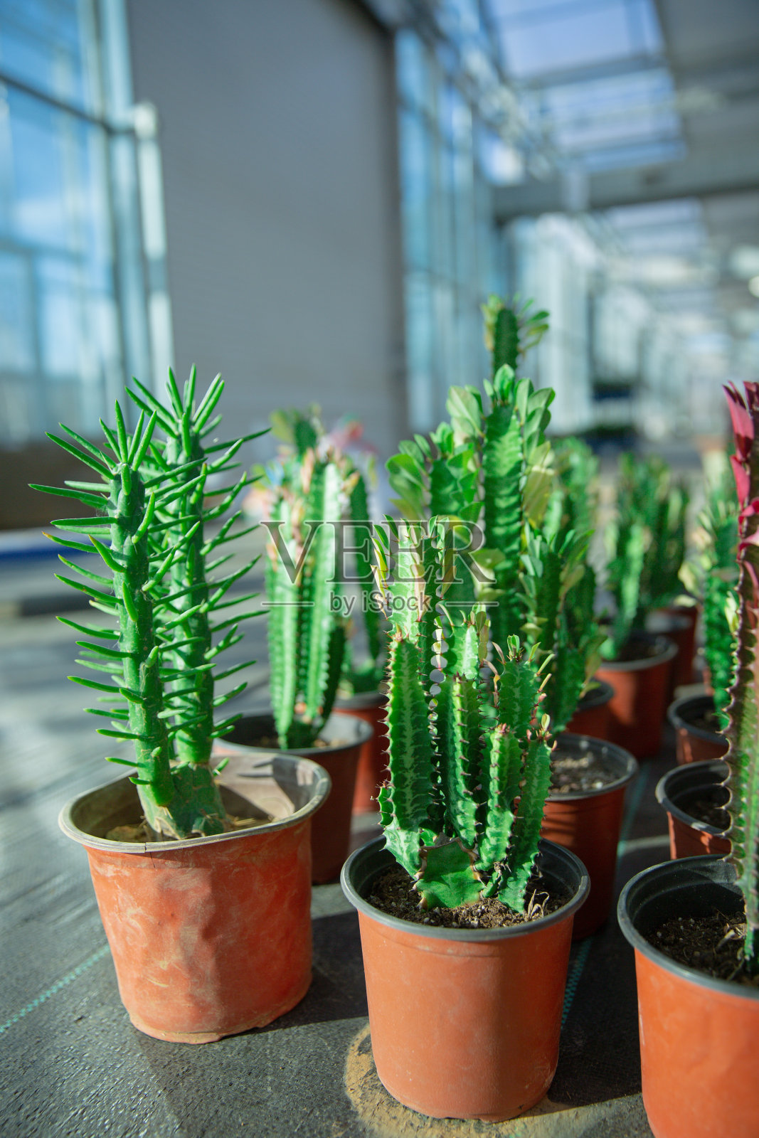有刺的沙漠植物仙人掌和多刺的梨照片摄影图片