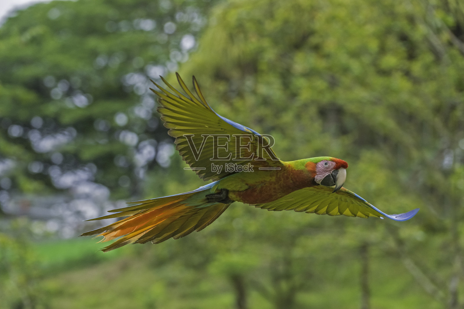 猩红和绿金刚鹦鹉的混血儿在哥斯达黎加飞行。照片摄影图片