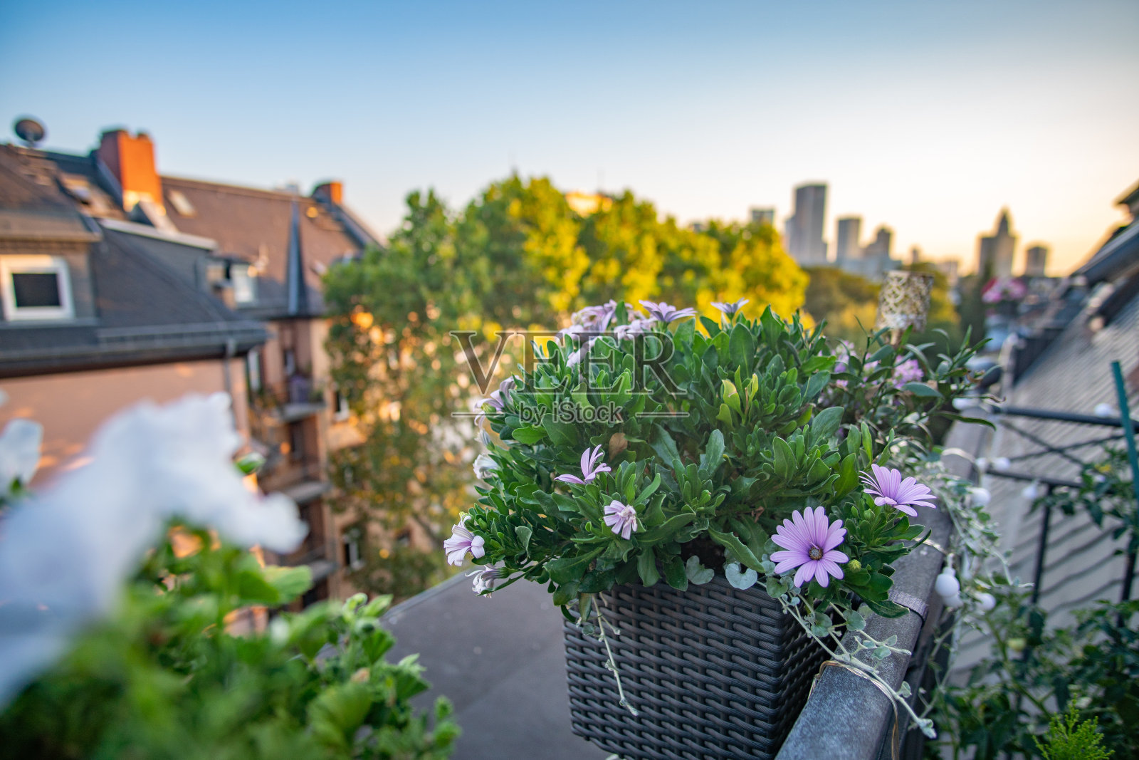 阳台上的美丽鲜花与法兰克福天际线照片摄影图片