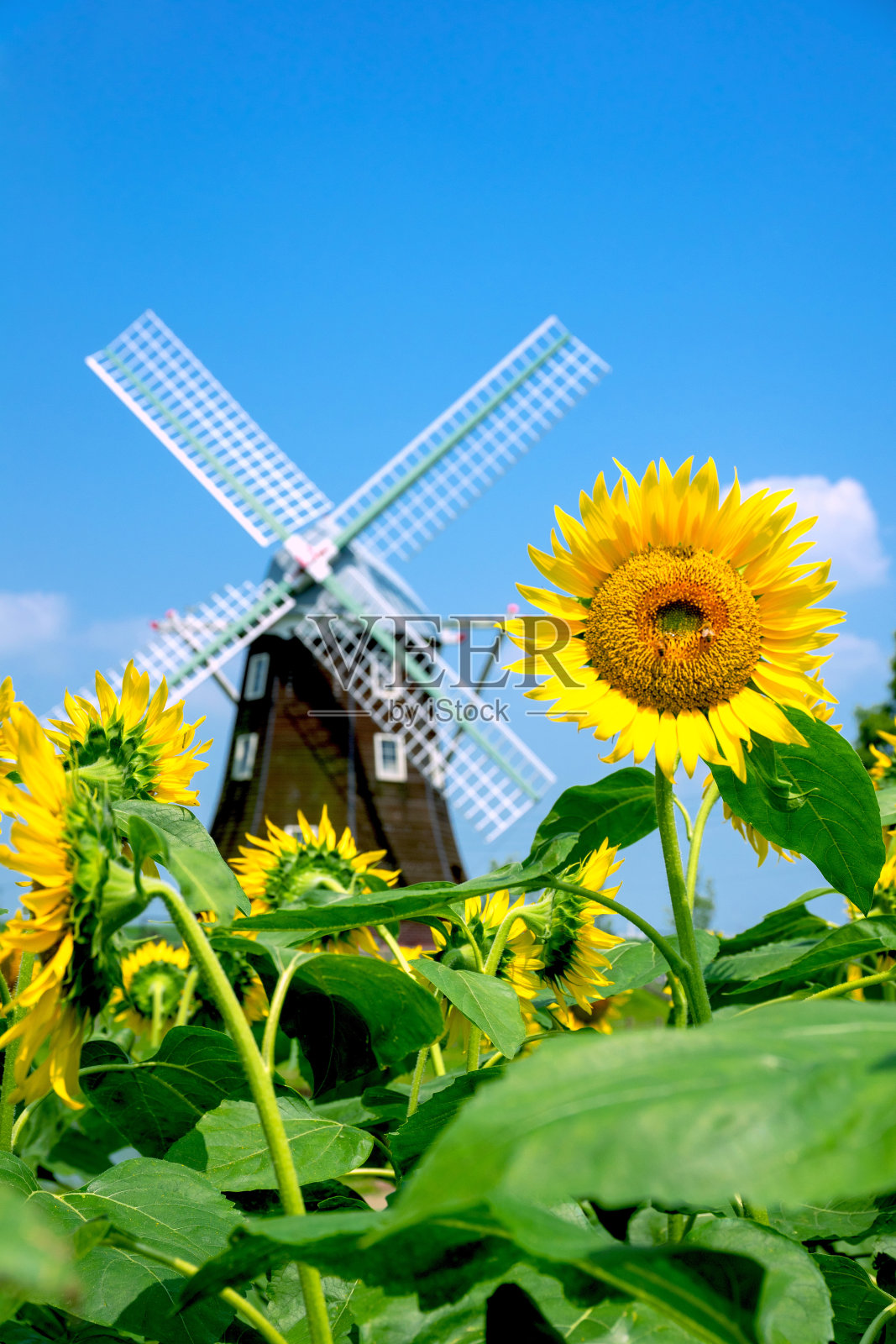 有向日葵田和风车的向日葵。照片摄影图片