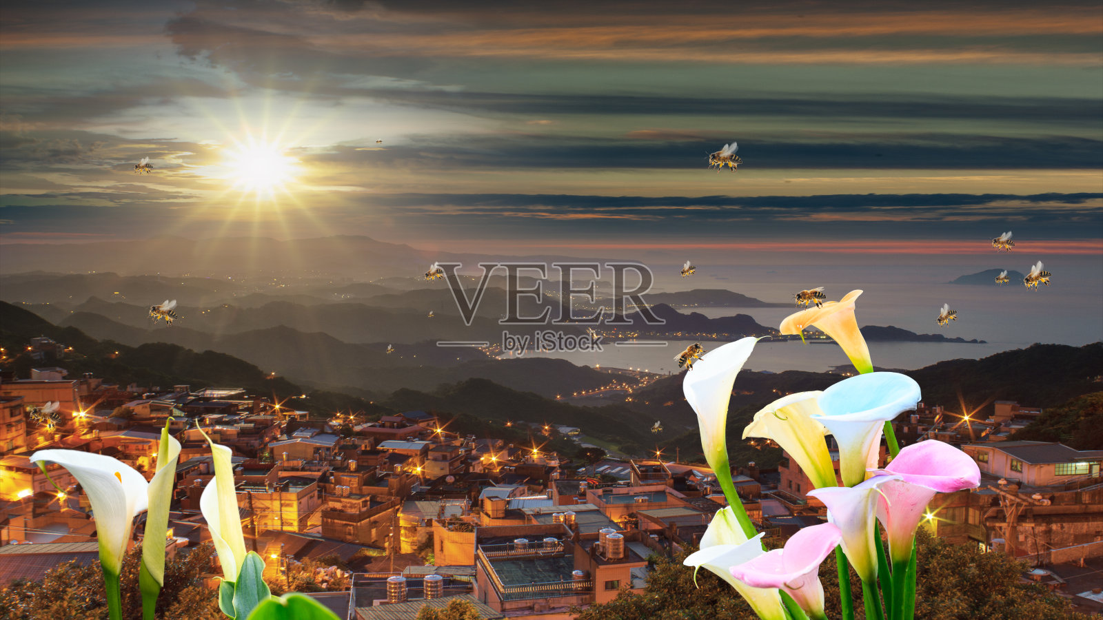 一只小蜜蜂在白色马蹄莲的黄色花粉上采集花蜜照片摄影图片