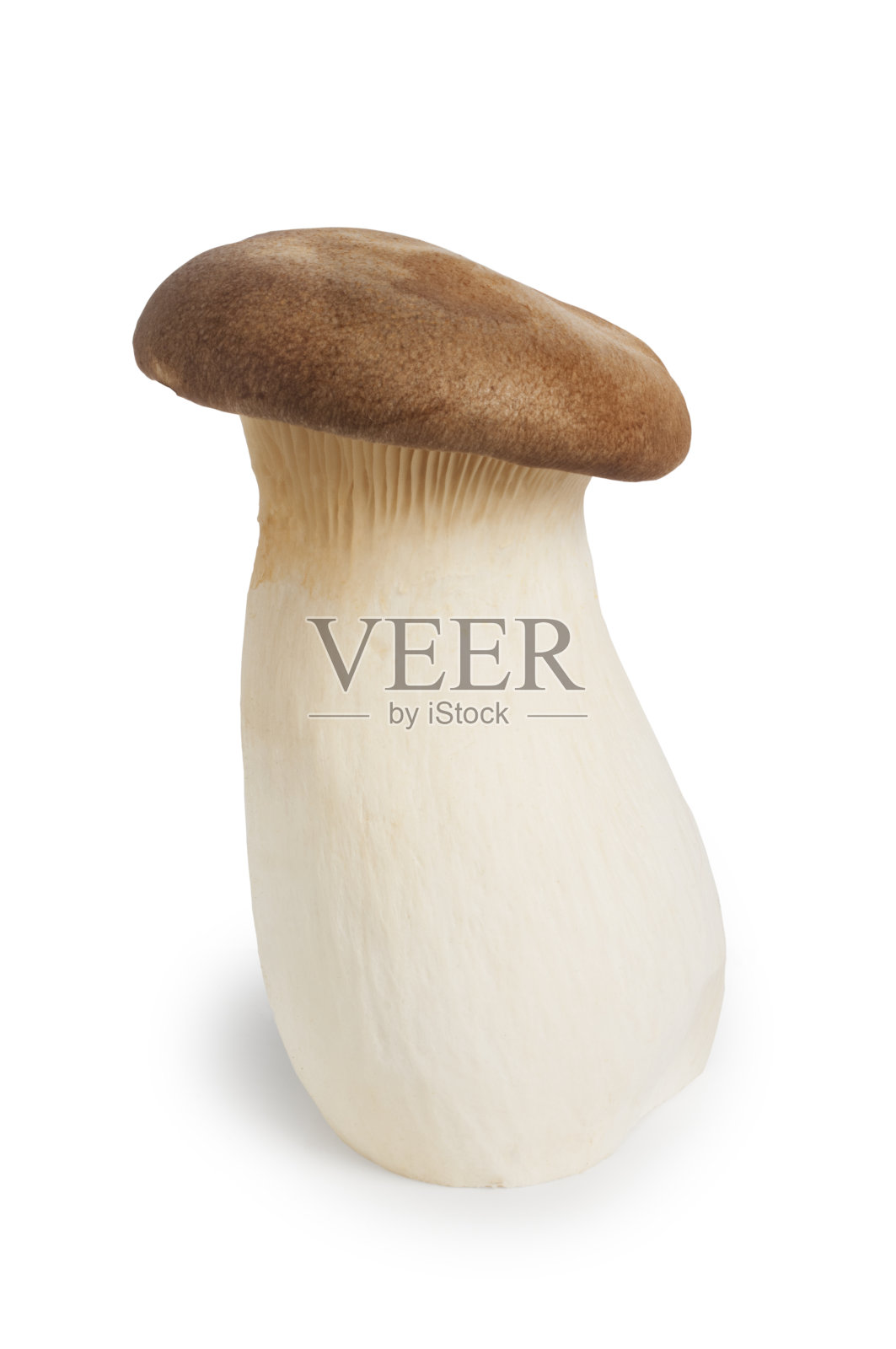 王牡蛎蘑菇照片摄影图片