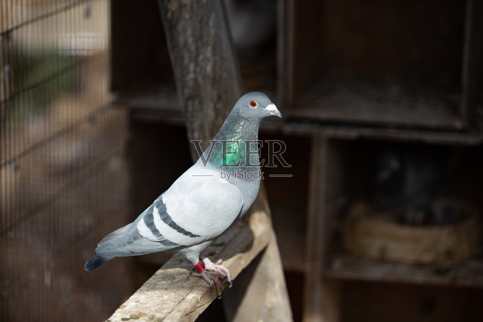 鸽子照片摄影图片
