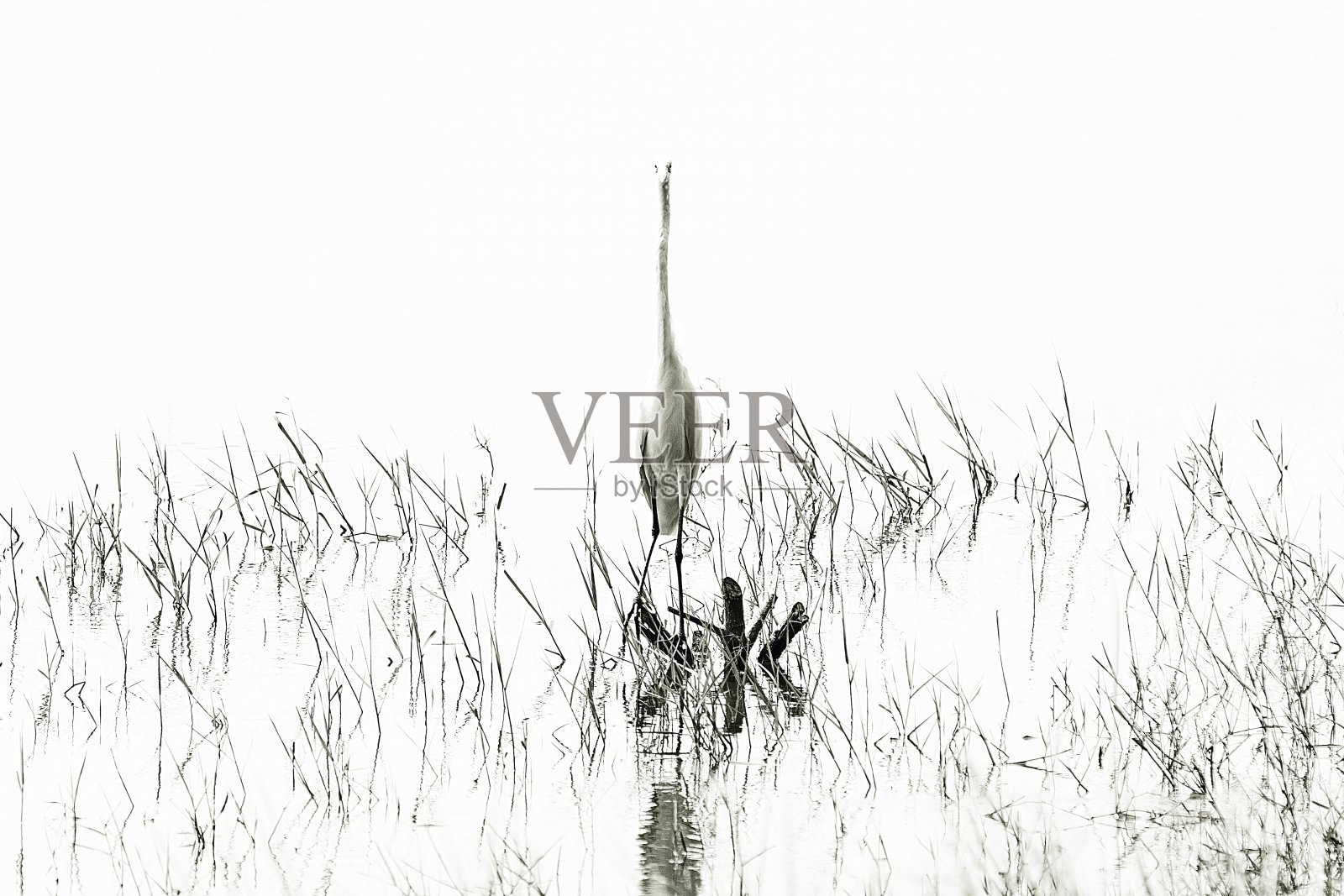 大白鹭鸟在池塘的树枝上看着照相机。照片摄影图片