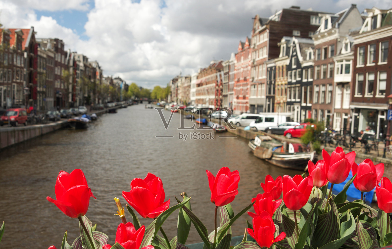 阿姆斯特丹郁金香照片摄影图片