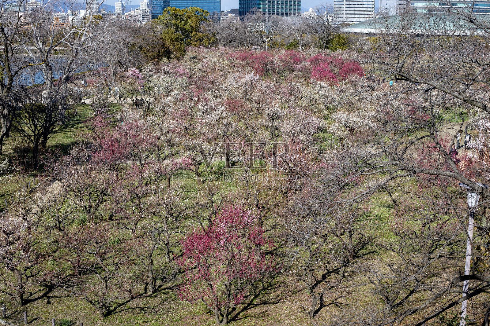 梅花照片摄影图片