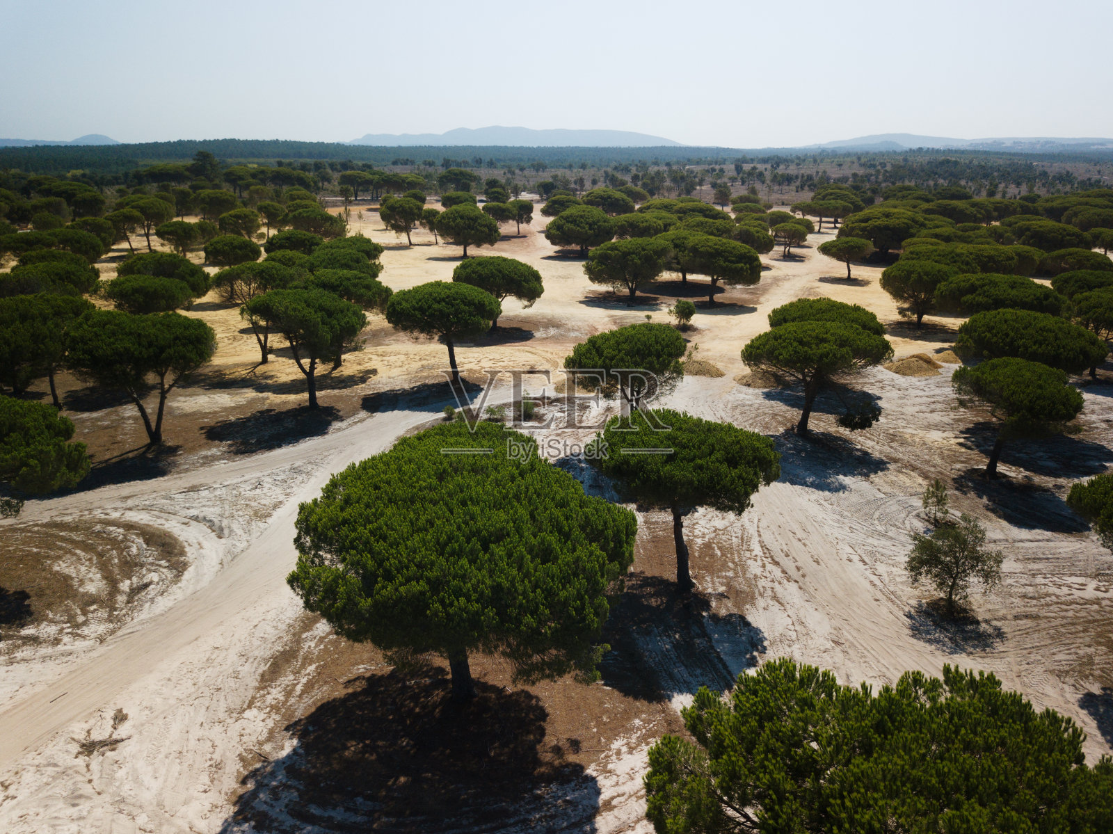 阳伞松林照片摄影图片