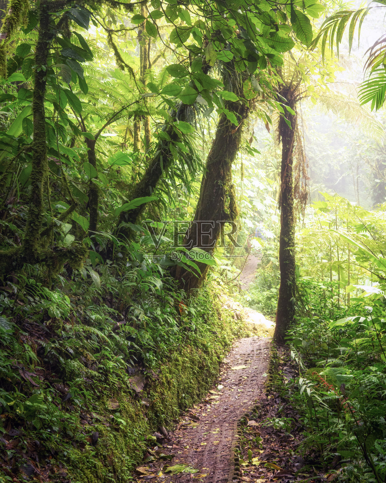 Monteverde的云雾森林，这片热带森林的路径照片摄影图片
