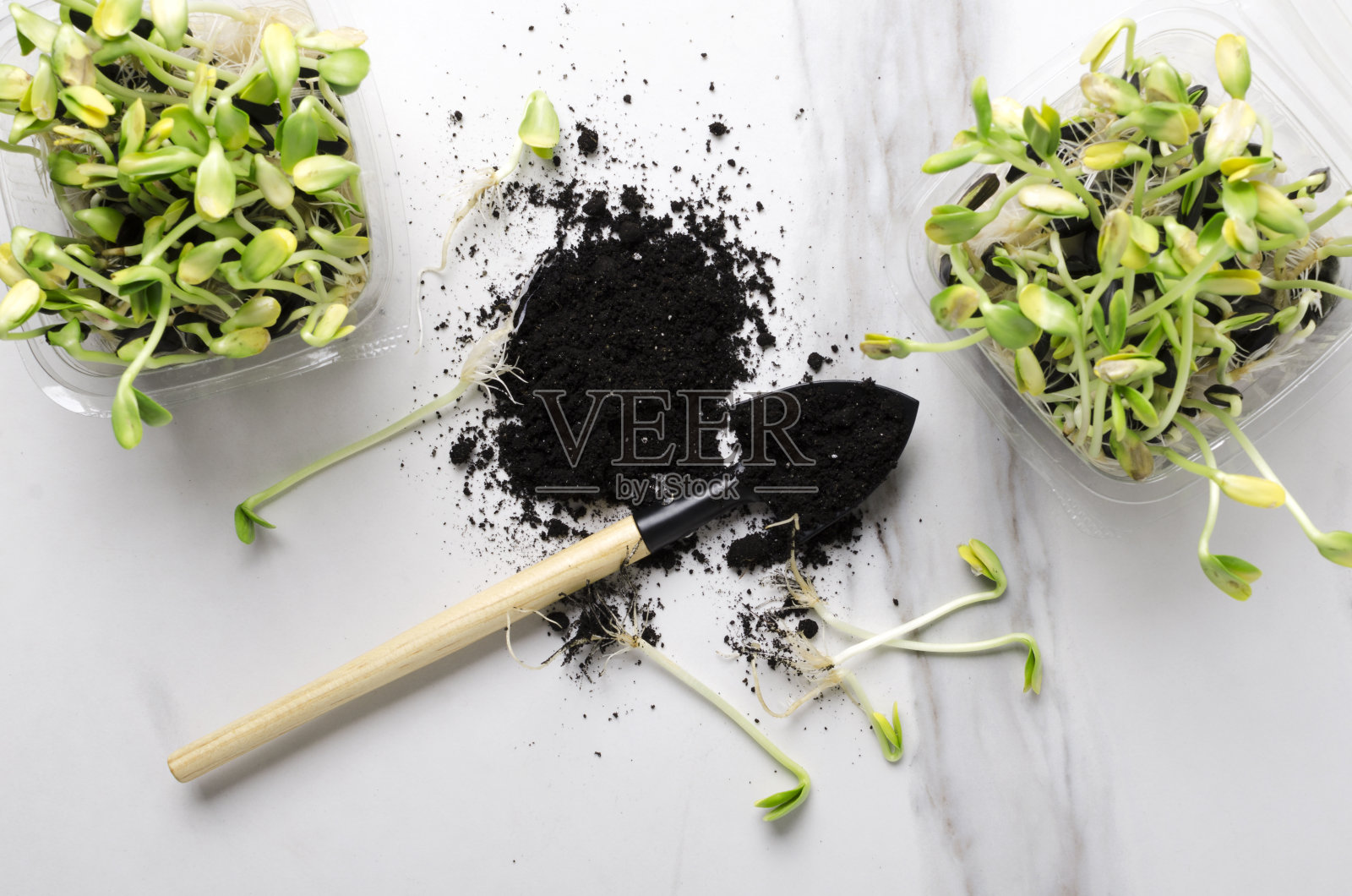 绿色植物，种植幼苗过程。大理石桌子上园艺工具、幼苗和土壤的俯视图照片摄影图片