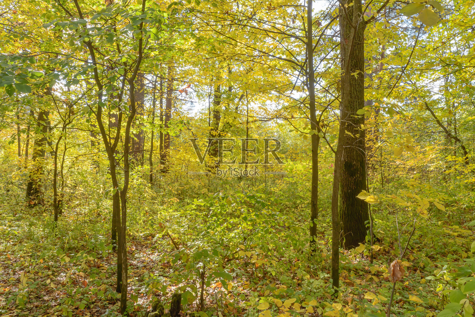 大自然的初秋五彩斑斓，绚丽美丽照片摄影图片