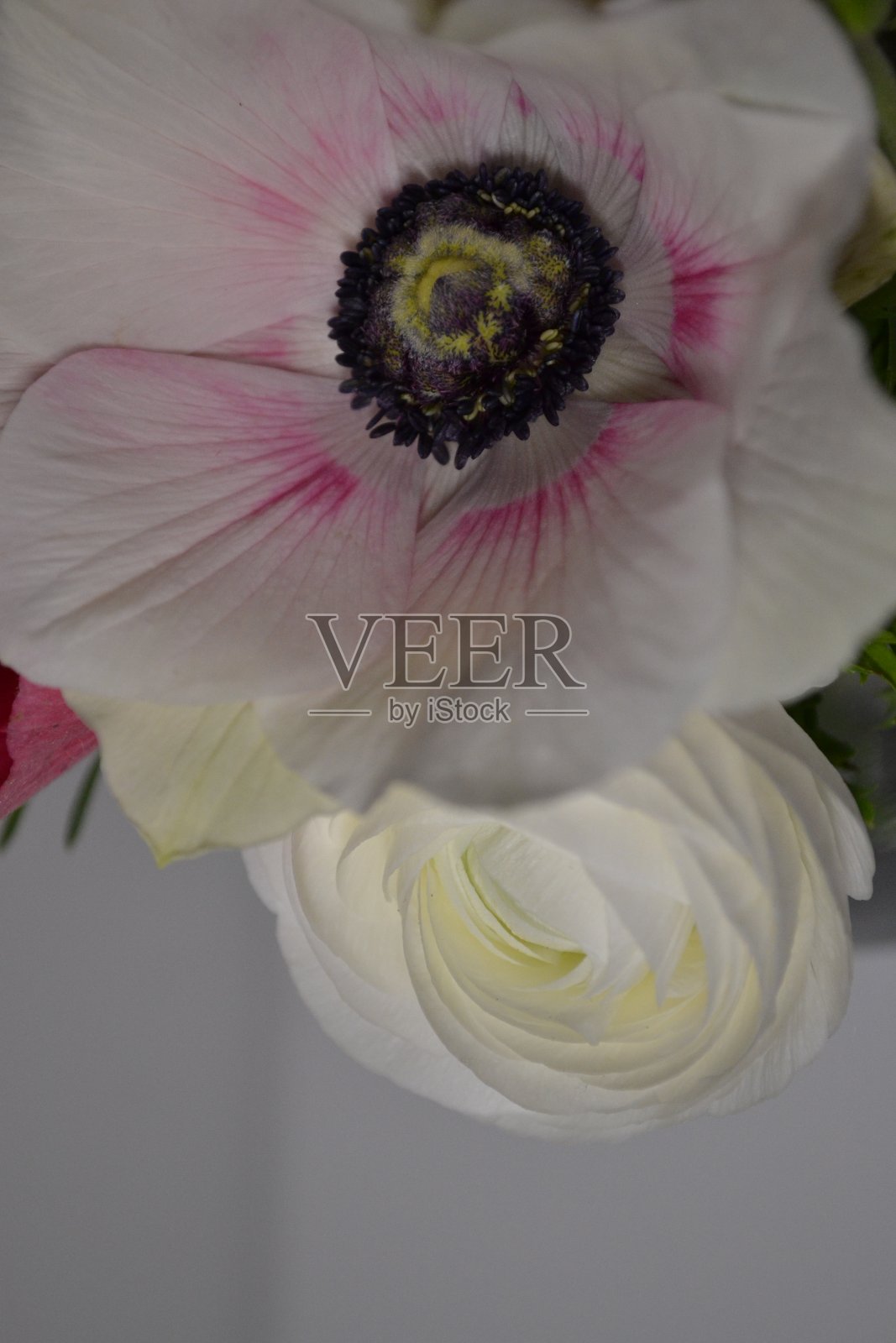 粉红色和白色的银莲花花束照片摄影图片