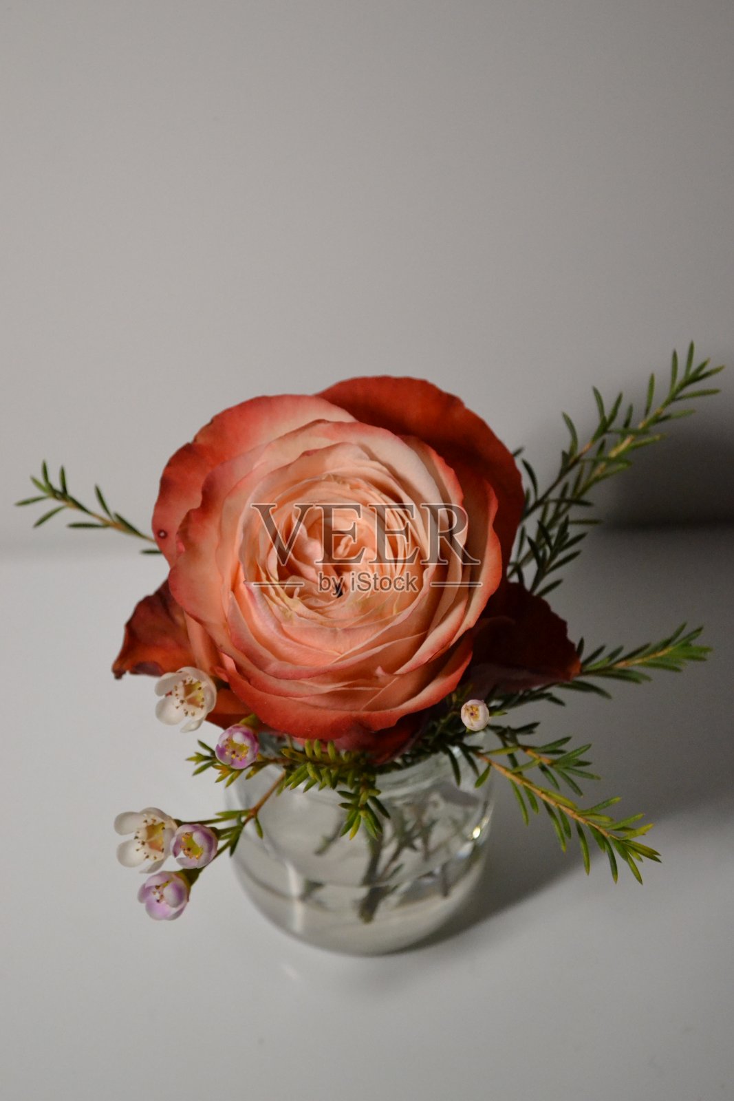 优雅的英国玫瑰作曲照片摄影图片