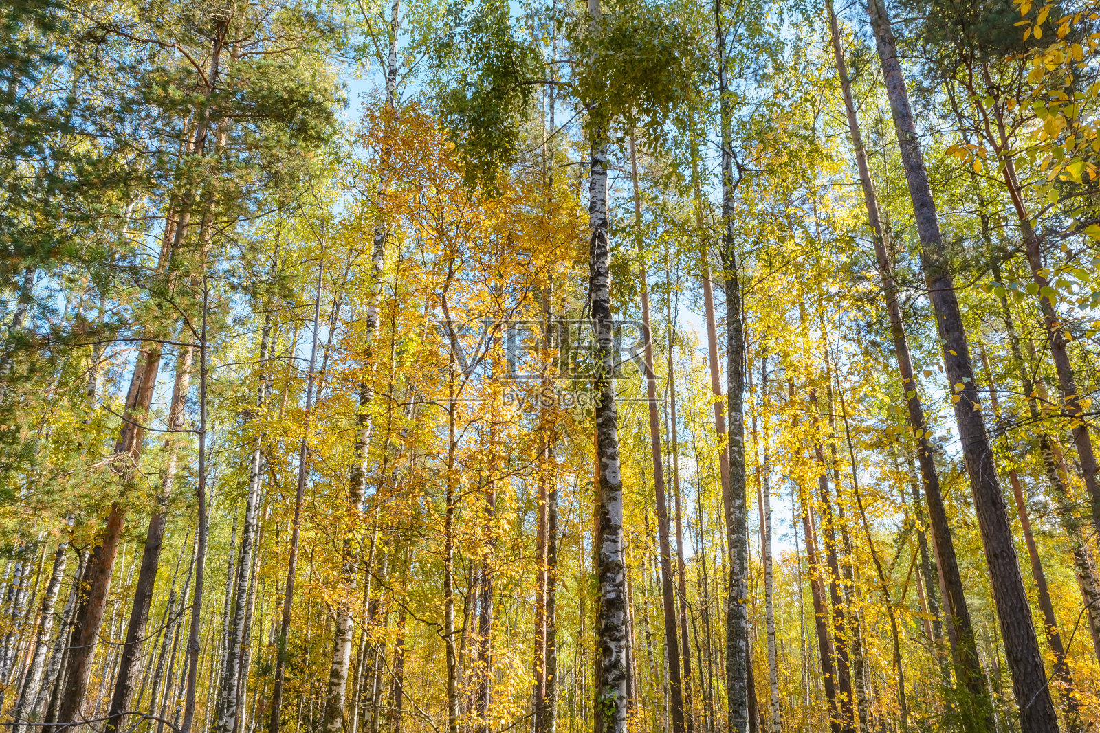大自然的初秋五彩斑斓，绚丽美丽照片摄影图片