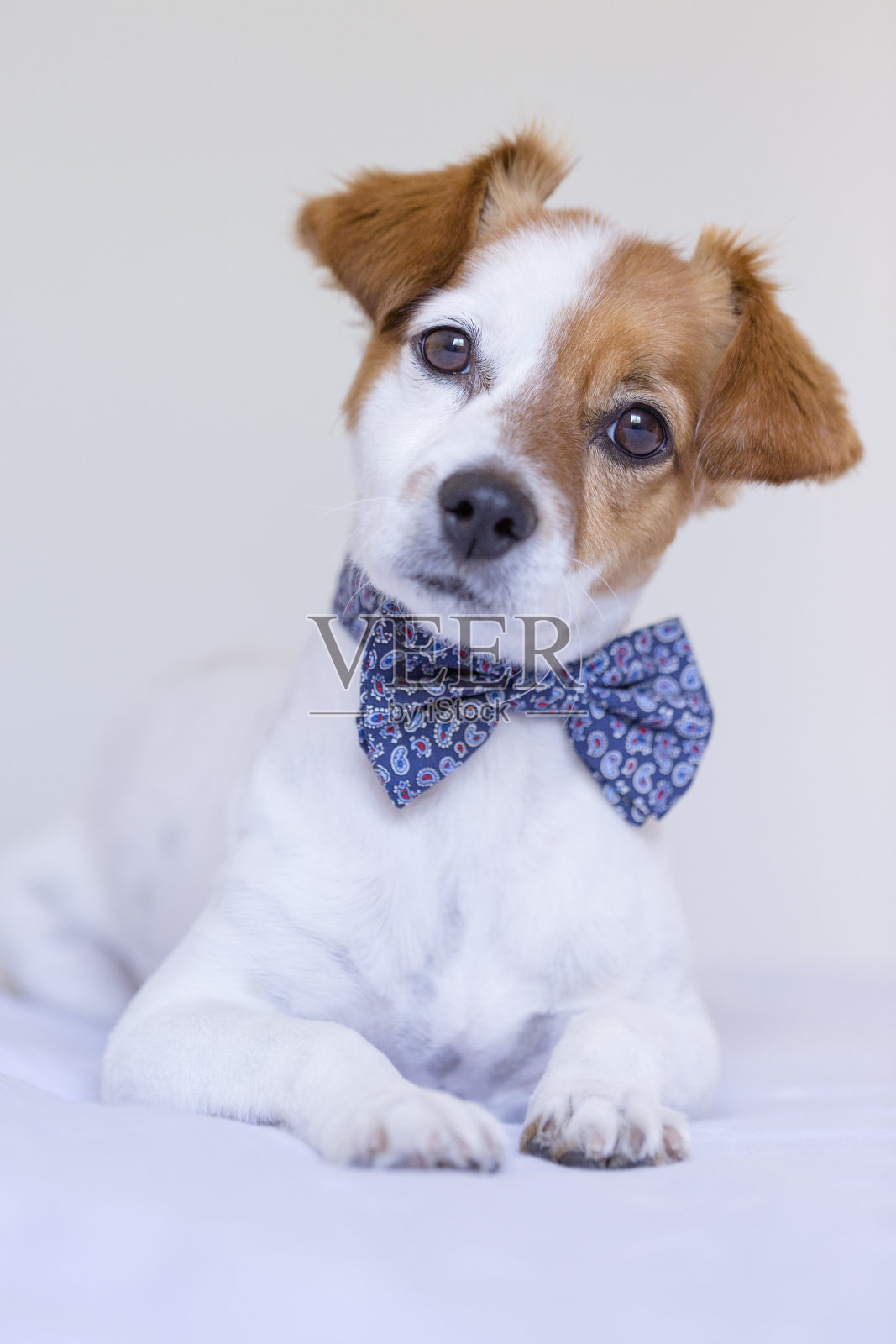 一个可爱的小白狗戴着现代领结的肖像。坐在床上对着摄像机。白色背景。宠物在室内照片摄影图片