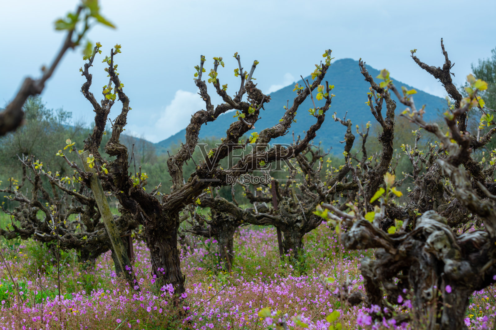 葡萄树的老树干和年轻的绿色芽在葡萄园和春天的野花照片摄影图片