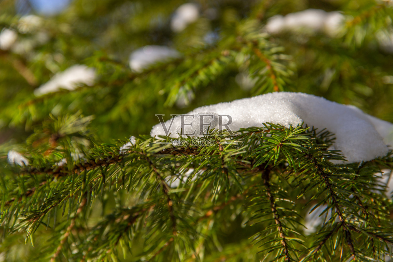 美丽的云杉覆盖着白雪，大自然的冬天背景。照片摄影图片