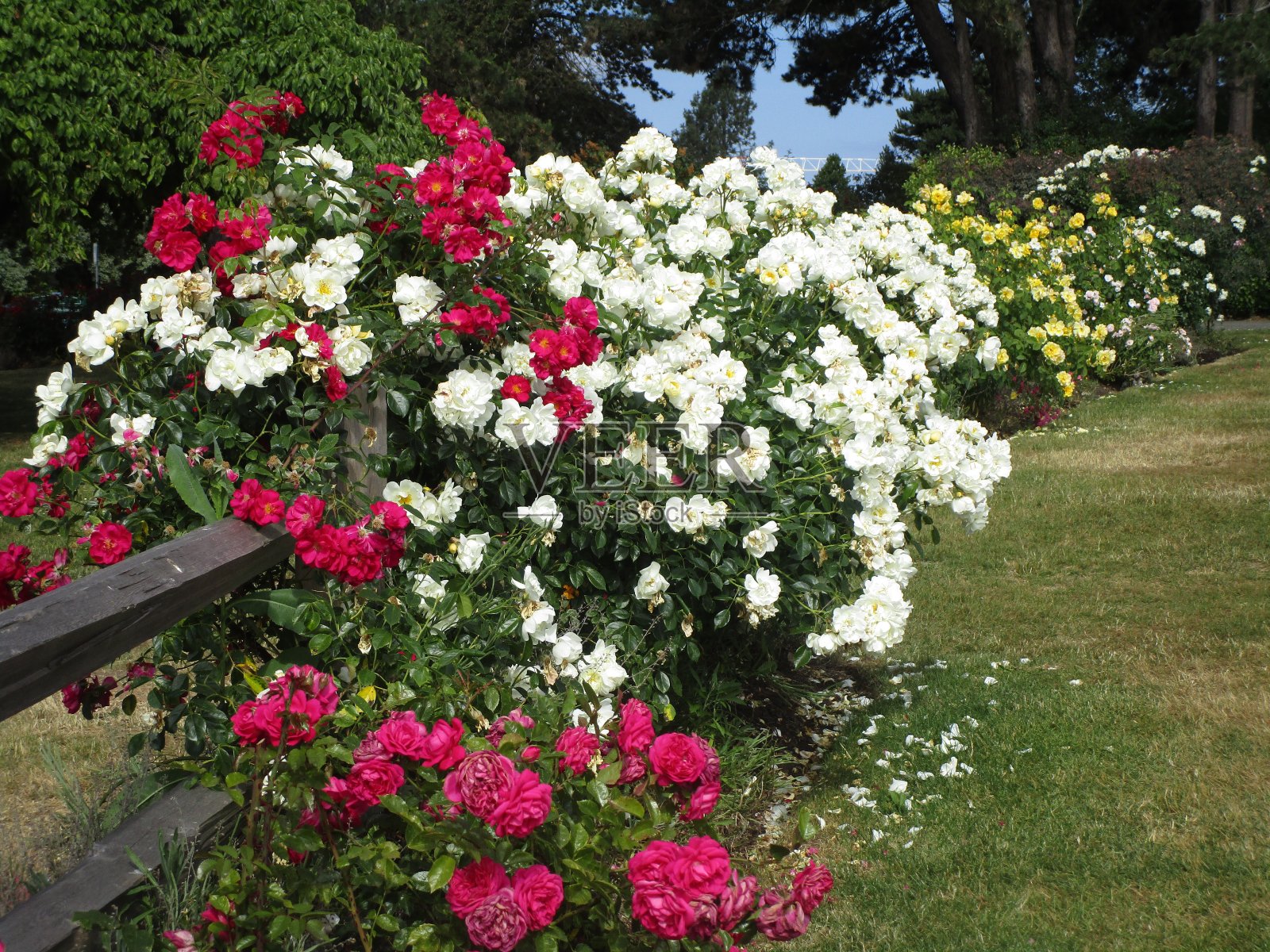 伊丽莎白女王公园玫瑰园鲜艳的红玫瑰照片摄影图片