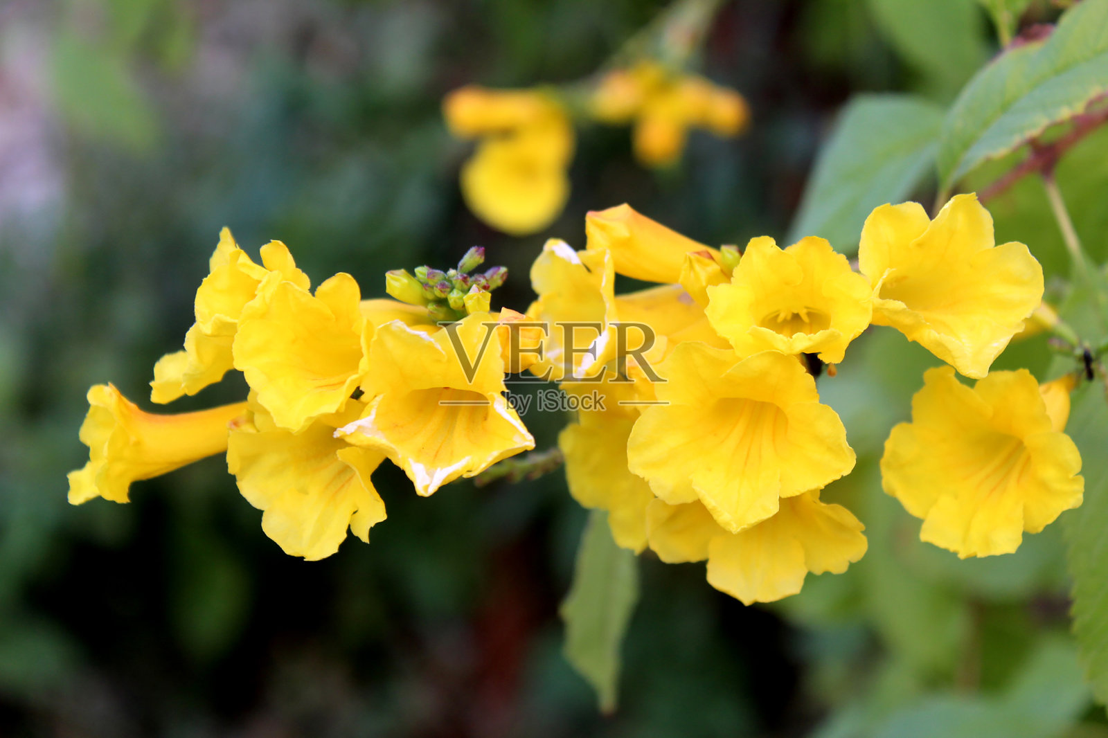 黄色的花的背景照片摄影图片