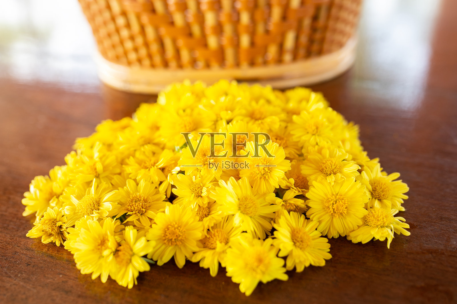 黄花，菊花:茶花。照片摄影图片