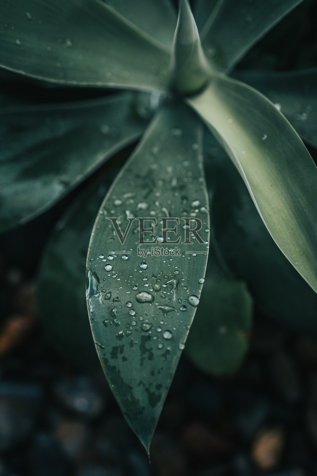 水滴落在深绿色的叶子上。照片摄影图片