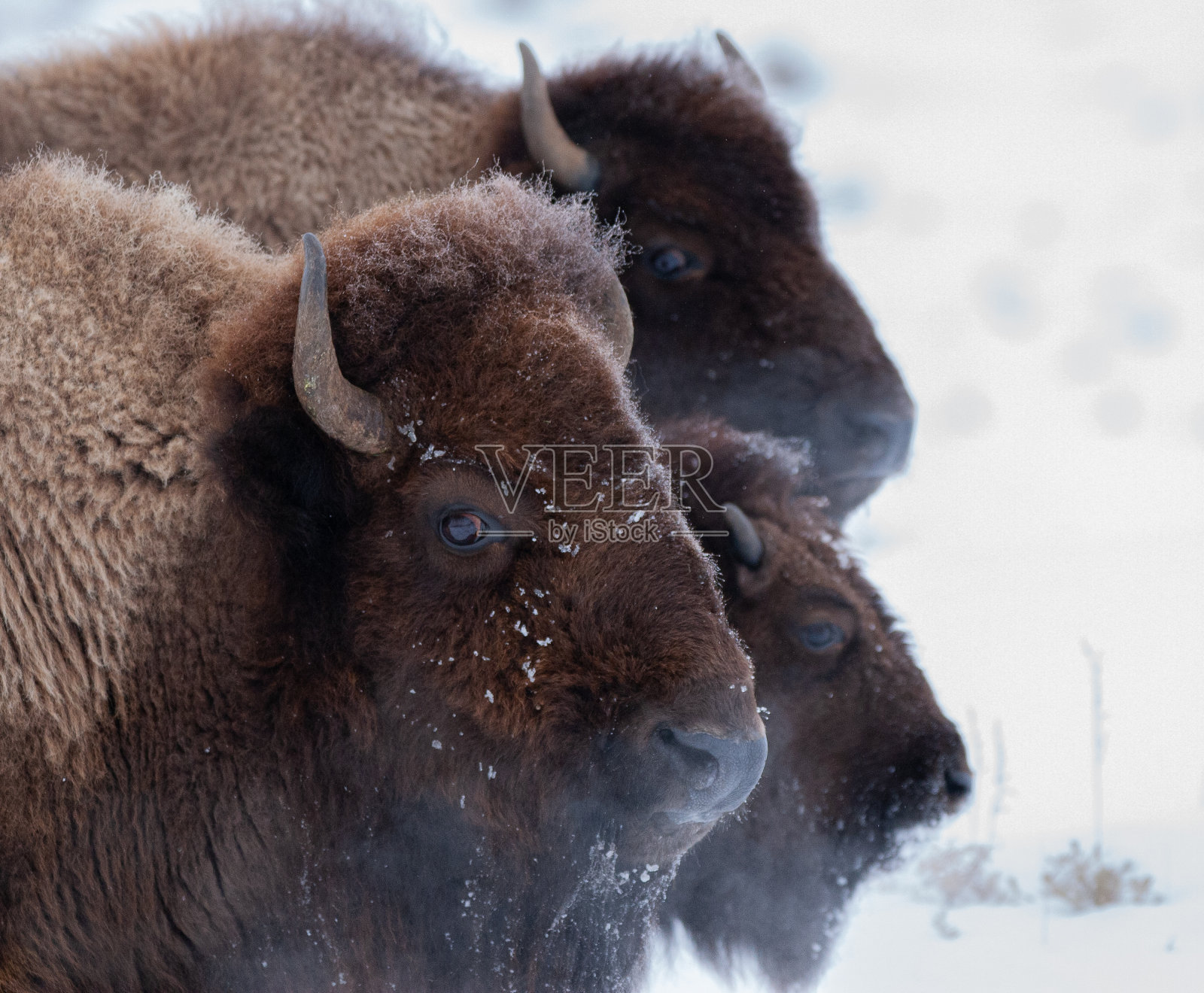 冬天的黄石野牛照片摄影图片
